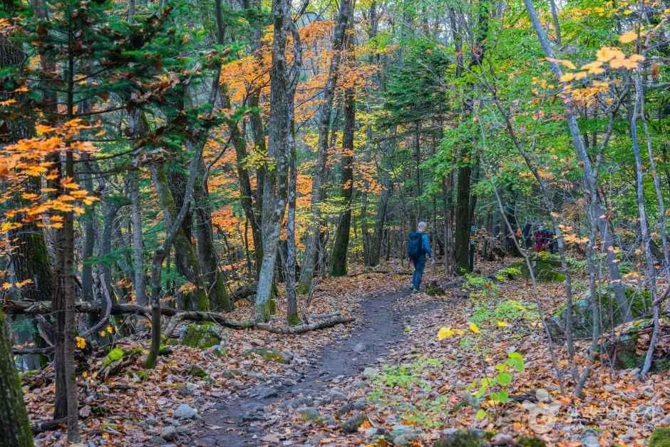 Autumn foliage in Korea: when and where