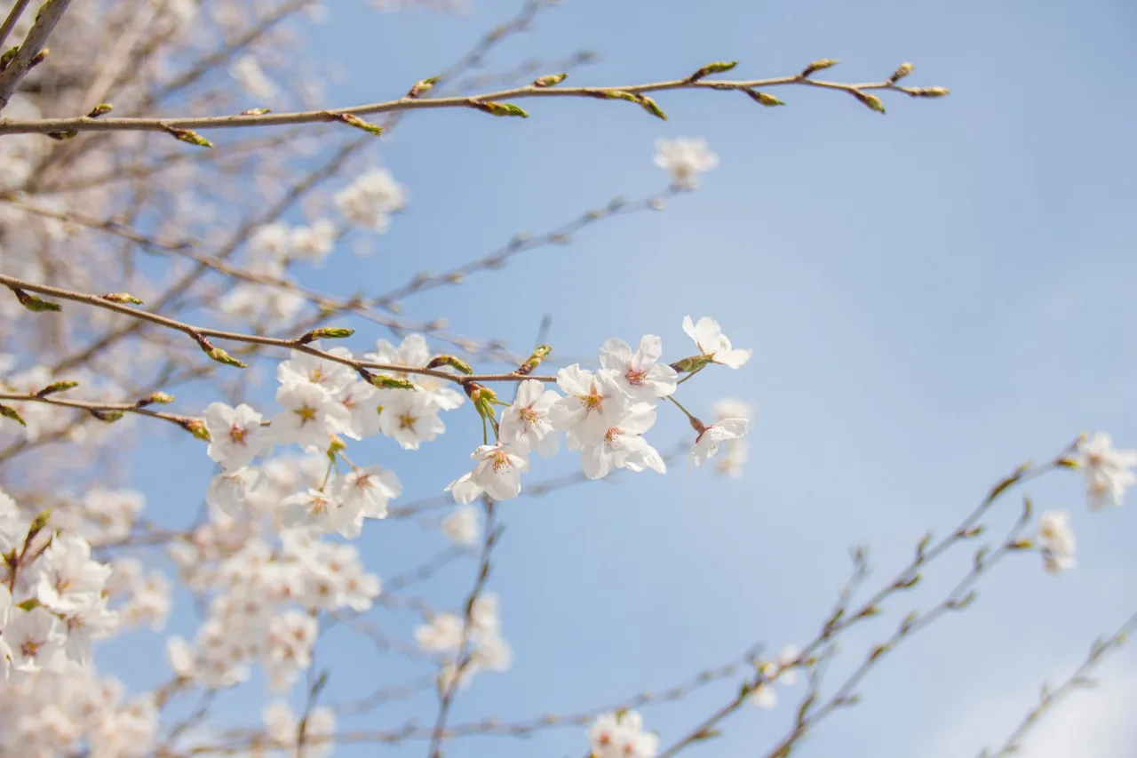 Cherry blossom season in Korea: when and where